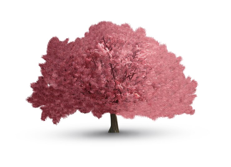 PSD beautiful tree isolated