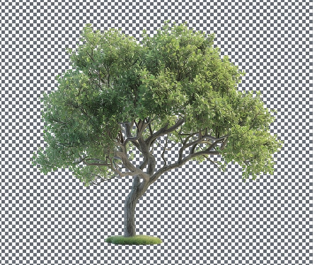Beautiful Tree Model isolated on transparent background