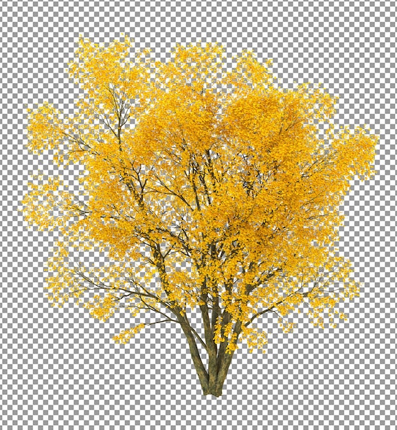 PSD beautiful tree with rich foliageforeground isolated