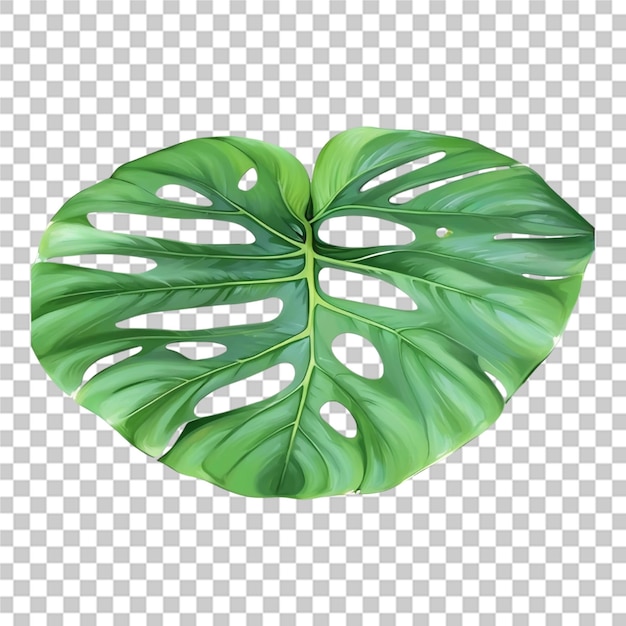 Beautiful tropical floral monsteras transparent background