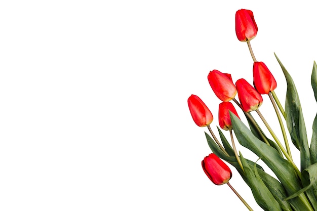 PSD beautiful tulip flower isolated