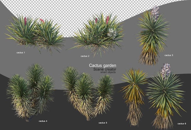 Bella varietà di giardino di cactus