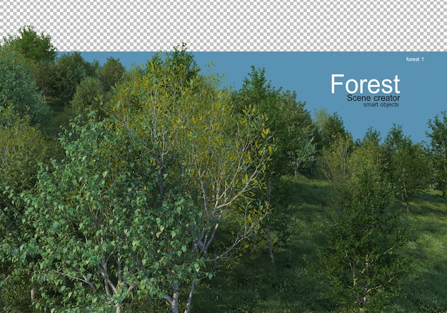 PSD beautiful variety of forest layouts