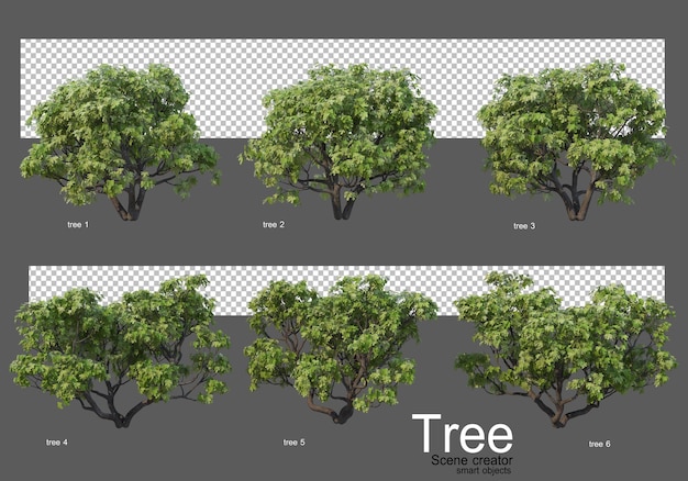 さまざまな大きな木のレンダリング