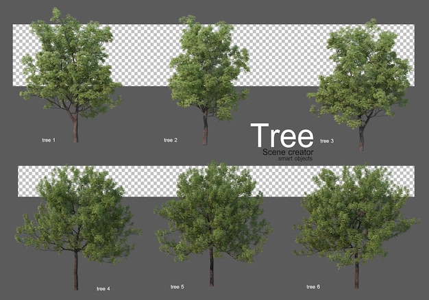 さまざまな大きな木のレンダリング