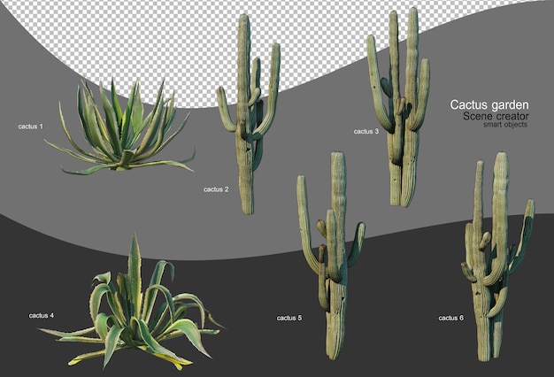 PSD 다양한 선인장 정원