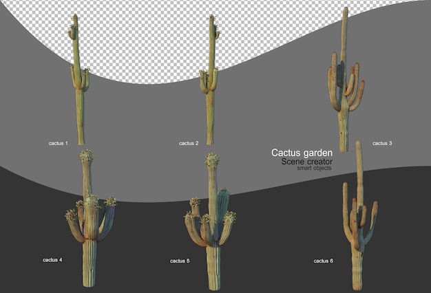 PSD Красивый сорт кактусового сада