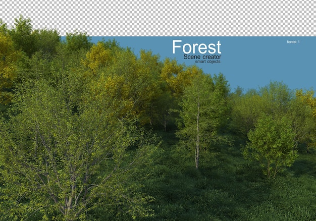 아름다운 다양한 숲 레이아웃