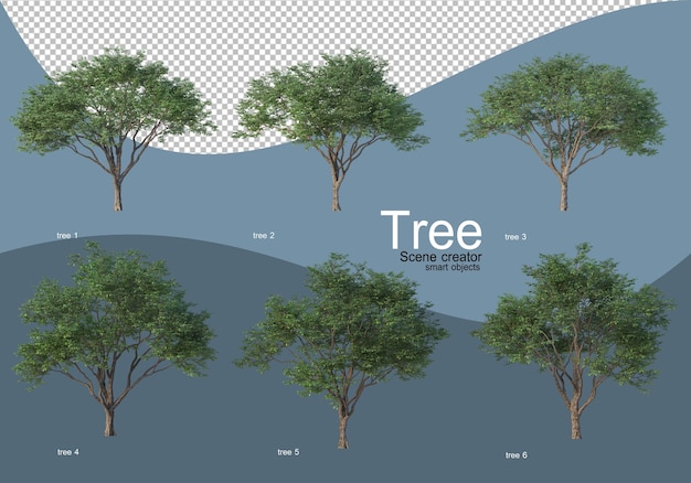 Beautiful various types of trees