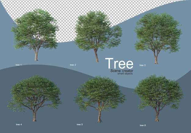 Beautiful various types of trees