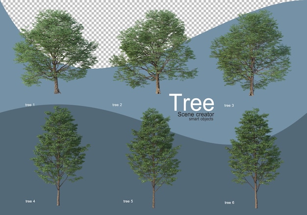 Bellissimi vari tipi di alberi