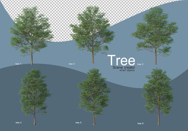 Beautiful various types of trees