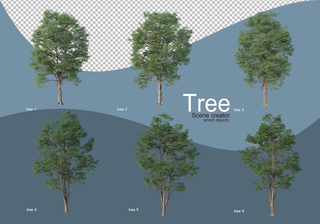 Beautiful various types of trees