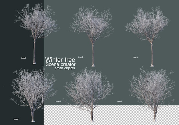 Beautiful various winter trees isolated