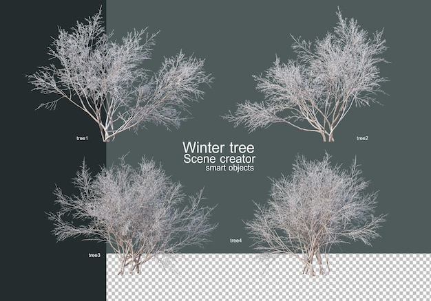 Beautiful various winter trees isolated