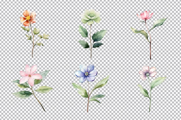 PSD beautiful watercolor floral handdrawn collection wild field flowers