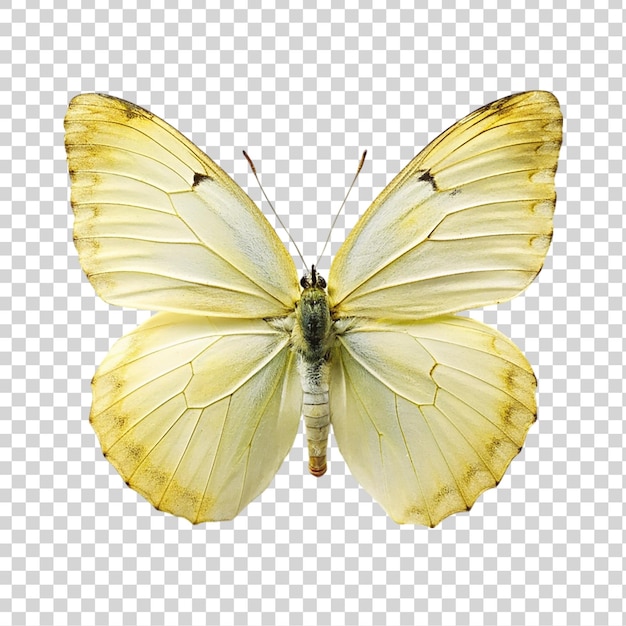 Beautiful yellow butterfly isolated on a transparent background