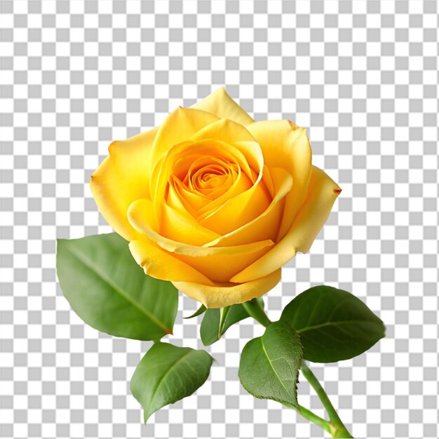 PSD Красивые желтые розы на прозрачном фоне