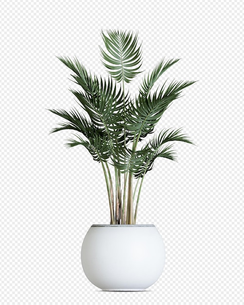 Piante di bellezza in vaso nel rendering 3d isolate