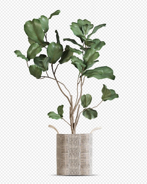 beauty plants in pot in 3d rendering isolated