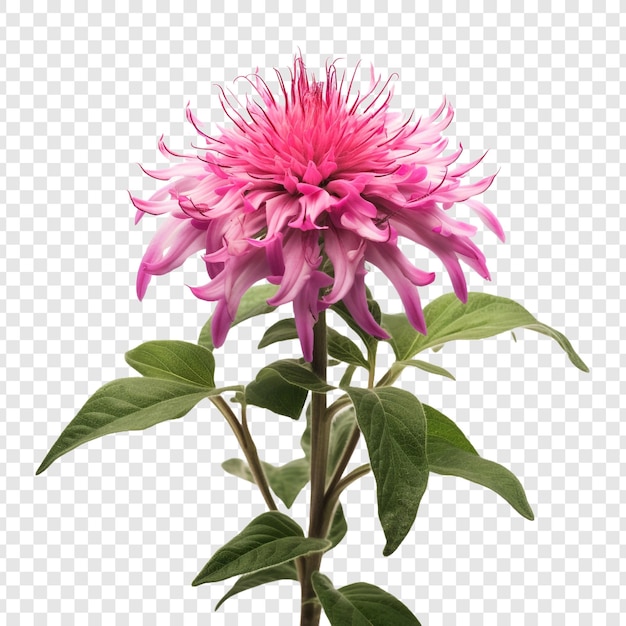 PSD bee balm flower isolated on transparent background