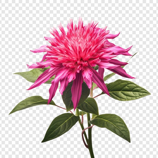 PSD bee balm flower isolated on transparent background