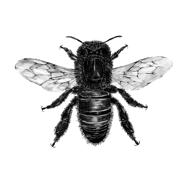 PSD bee drawing