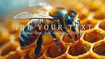 PSD bee on honeycomb