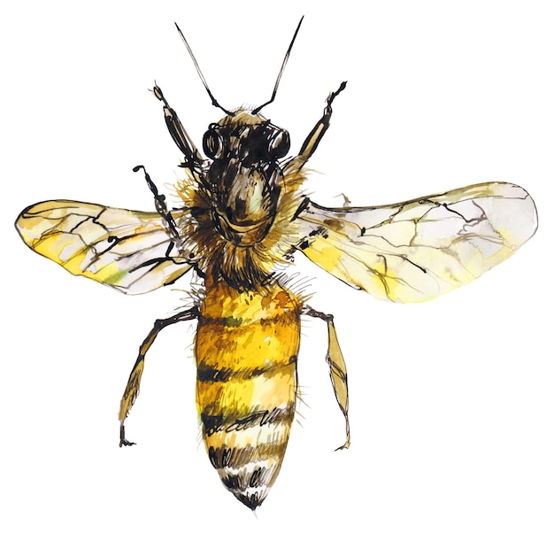 PSD bee illustration transparent background