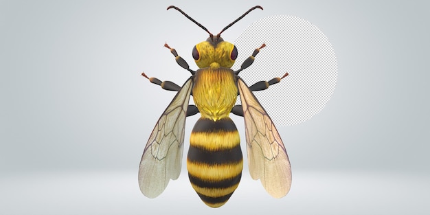 Bee isolated on a transparent background