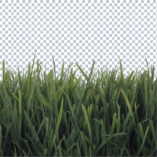 Beeld van gras