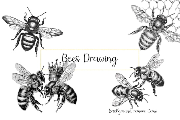 PSD bees drawing clipart