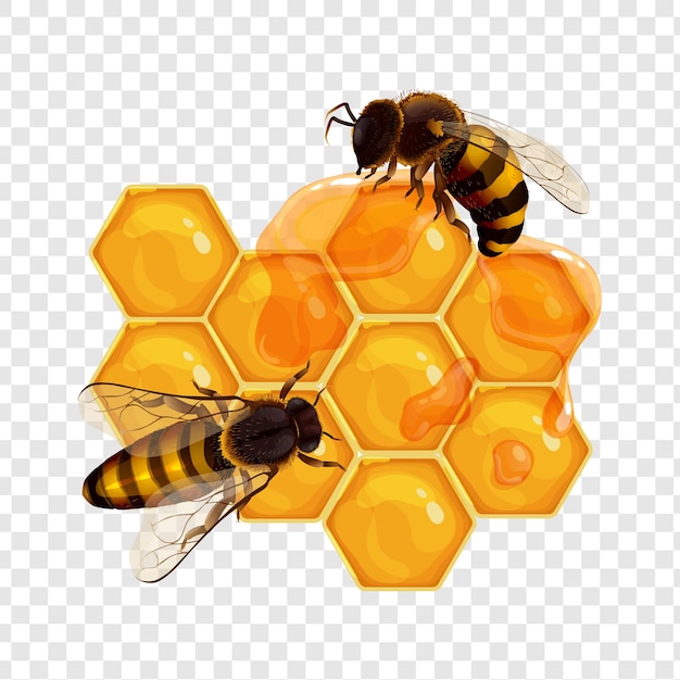 Bees on a honeycomb isolated on transparent background