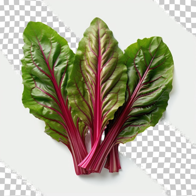 PSD beet leaves separated on transparent background