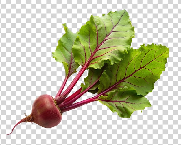 Beetroot geïsoleerd op doorzichtige achtergrond verse beet met bladeren