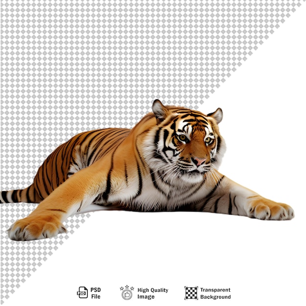 PSD bengaalse tijger vol lichaam op transparante achtergrond