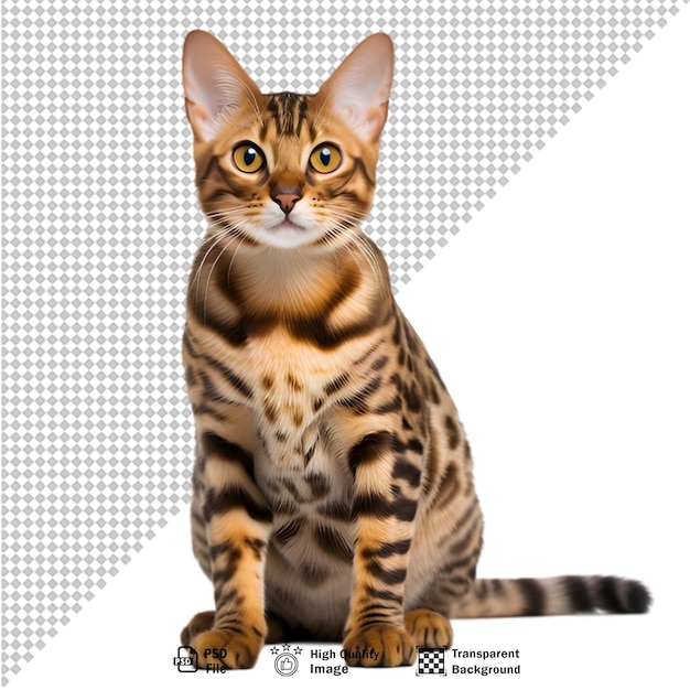 PSD bengal cat isolated on transparent background