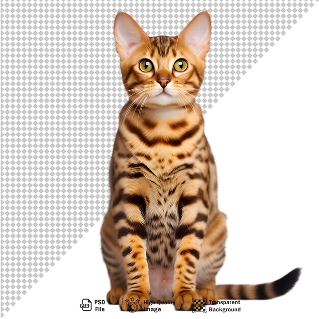 Bengal cat isolated on transparent background