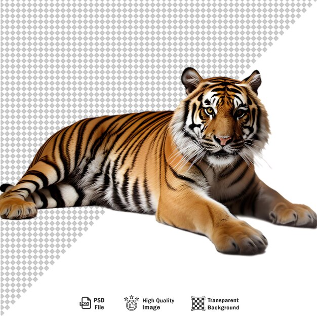 PSD bengal tiger full body on transparent background