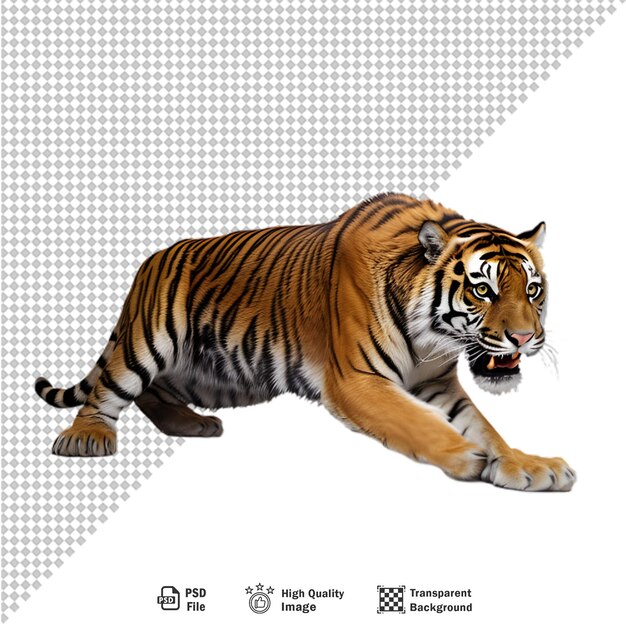 Bengal tiger full body on transparent background