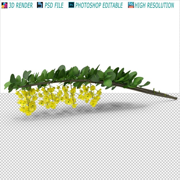 Berberis branch flower 3d modeling file psd