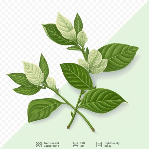 PSD bergamot leaves