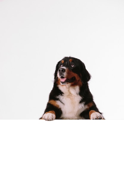 Bernese mountain dog with blank banner