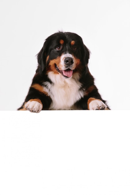 PSD bernese mountain dog with blank banner