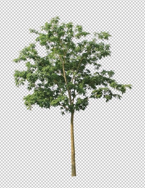 PSD best collection of dicut tree