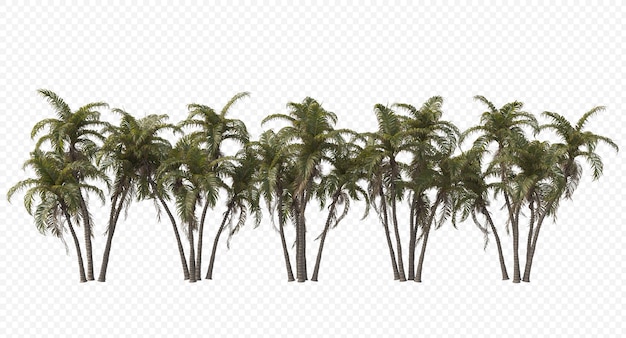 Betel palm, betel nuts, areca nut , areca palm,areca nut palm isolated, palm tree