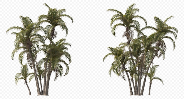 Betel palm, Betel Nuts, Areca nut, Areca palm, Areca nut palm isolated, 야자수