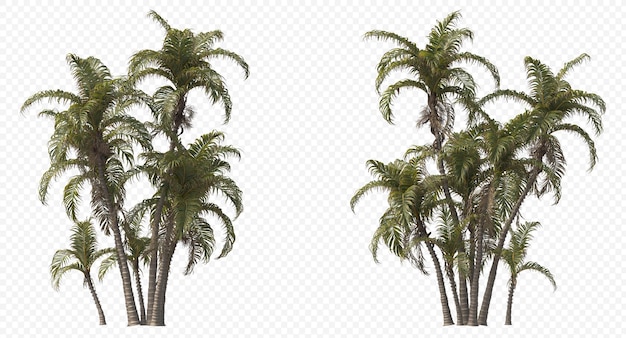 Betel palm, betel nuts, areca nut , areca palm,areca nut palm isolated, palm tree