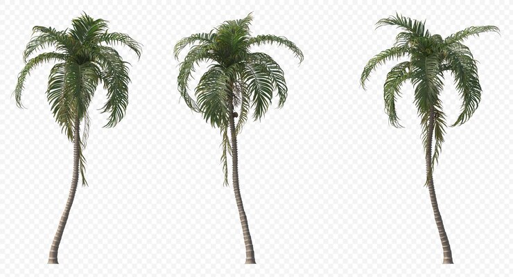 Betelpalm, Betelnoten, Arecanoot, Arecapalm, Arecanootpalm geïsoleerd, palmboom