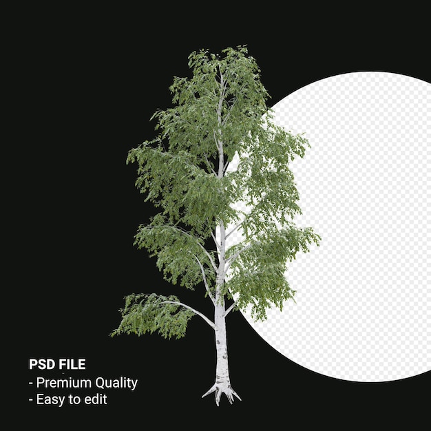 Betula Pendula Drzewo Renderowania 3d Na Przezroczystym Tle